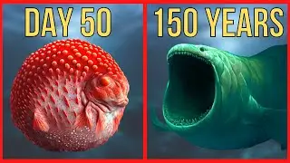 Bloop Evolution | Bloop Life Cycle by Stages