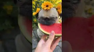 Precious Pug with Flower Crown eats Watermelon (ASMR) 🍉🌼 #pug #dog #asmr #cute