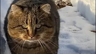 🎼Премьера песни! «БАЛЛАДА о Барсике и Татьяне»