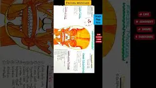 Facial muscles