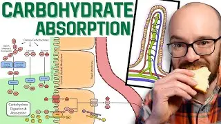 Carbohydrate Absorption