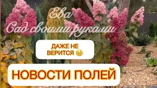 ✅ДАЖЕ НЕ ВЕРИТСЯ, ЗА ОДИН СЕЗОН УЧАСТОК ОТ ПОЛЯ ДО КРАСОТЫ‼️👍