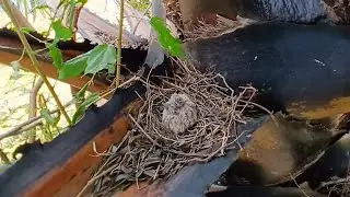 Dove birds Protect the first baby in the nest - EP4 - Baby Birds Dove 🕊