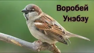 Мухамед Коблев-проект 