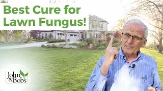 Lawn Fungus Control | Best Cure for Lawn Fungal Disease