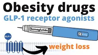 GLP-1 receptor agonists – How weight loss injections work