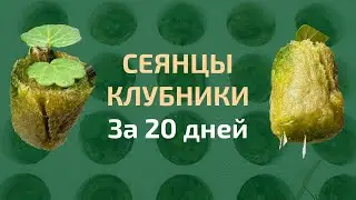 20 дней от посева клубники из семян