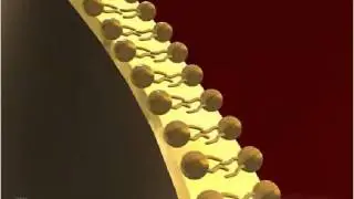 Plasma Membrane 3-D