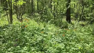 Orange flowers in the forest. Stock video. Footage.