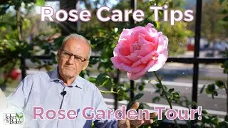 Organic Rose Care | Rose Garden Tour in Mission Viejo