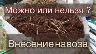 Вносить или не вносить навоз, перегной в розарий?