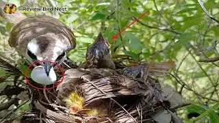 Yellow-vented bulbul Birds Protect the baby in the nest (EP17) Beautiful birds