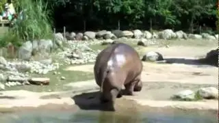 hippo farts and has explosive diarrhea