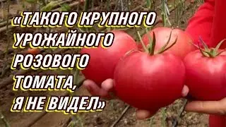 ПИНК АГАТ F1 - ТАКОГО КРУПНОГО УРОЖАЙНОГО РОЗОВОГО ТОМАТА, Я НЕ ВИДЕЛ (02-11-2019)