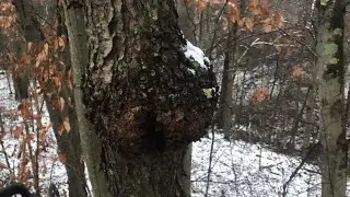 What’s INSIDE this burl (hanging off the tree)