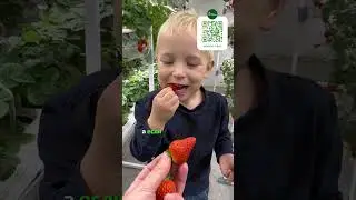 Экскурсия по теплице с клубникой 🍓 