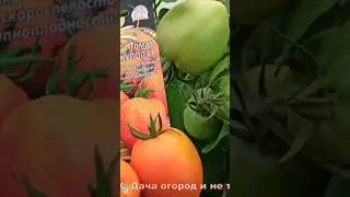 Вкусные помидоры янтарного цвета #огород #сад #дача #помидоры #сорт