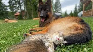 Kitten Can't Sleep Without Her Favorite German Shepherd (Adorable Bond!)