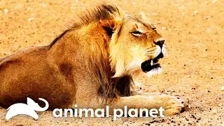 Forrest Goes to Zimbabwe To Track Down the Legendary Cave Lion! | Extinct or Alive | Animal Planet