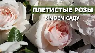 22 ПЛЕТИСТЫХ РОЗЫ В МОЕМ САДУ | ПЛЕТИСТЫЕ РОЗЫ: СОРТА, ХАРАКТЕРИСТИКИ, ОПИСАНИЕ