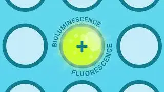 RealTime-Glo™ Annexin V Apoptosis and Necrosis Assay