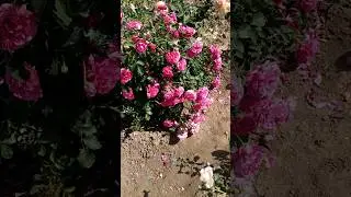 Английская роза 🌹 Сер Джон Бенджамин