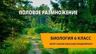 Половое размножение