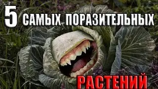 5 САМЫХ поразительных растений в МИРЕ