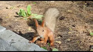 Общительная белка. Стоковое видео. Футаж. / Sociable squirrel. Stock video. Footage.