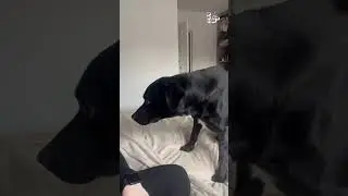 Dog Doesn't Recognize Mom In Face Mask