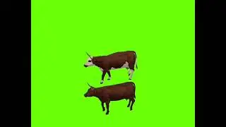 green screen cow 🐮 green screen cow video🐮green screen cow running 🐮 free download video 🐮