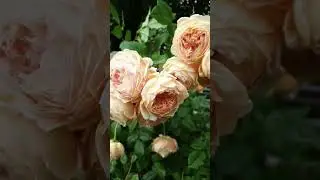 Crown Princess Margaret #розы #davidaustinroses #бодровцветовод