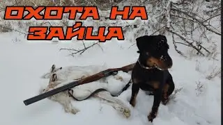 Охота на зайца с ягдтерьером. Сдвоенный выстрел.
Jagdterrier