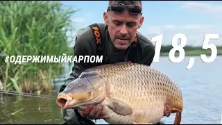 Мой Марьевкий карп на 18,5