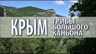 Для новичков. Крым: грибы Большого каньона (июнь 2023). Эксперимент с видео. Михаил Вишневский