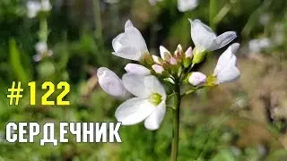 Сердечник | Жизнь в Адлере