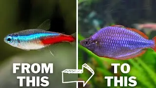 10 Fish to Level Up your Fishkeeping