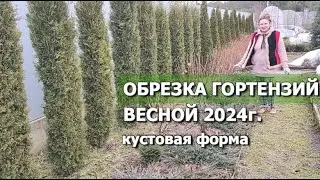 ОБРЕЗКА ГОРТЕНЗИИ ВЕСНОЙ 2024г. | 3 правила обрезки метельчатой гортензии