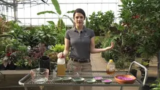 Meijer Gardens Butterfly Feeding