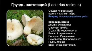 Груздь настоящий (Lactarius resimus)