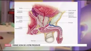 COMMENT COMPRENDRE ENFIN LA PROSTATE ?