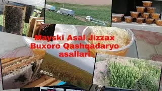 Mayski Asal Jizzax Buxoro Qashqadaryo viloyatlaridan yig'ilgan