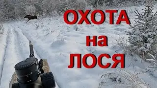 Охота НА ЛОСЯ. ВЫСТРЕЛЫ на охоте.