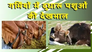 गर्मियों में दुधारू पशुओं की देखभाल || taking care of your pets in summer || animal husbandry