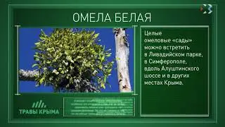 Травы Крыма. Выпуск 61. ОМЕЛА БЕЛАЯ