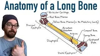 Anatomy of a Long Bone