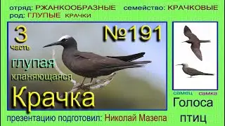 Крачка глупая. 3 часть. Голоса птиц