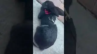 rabbit leash