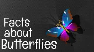 Butterfly Facts for Children | Lesson Video