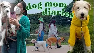 *not pictured in thumbnail* why owning a dog in Korea is so hard | Life in Seoul, VLOG